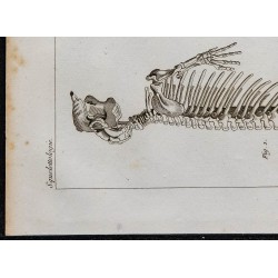 1825 - Squelette de dugong et lamantin 