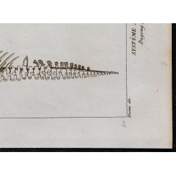 1825 - Squelette de dugong et lamantin 