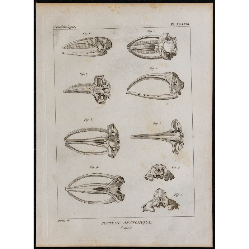 1825 - Crâne de cétacés 