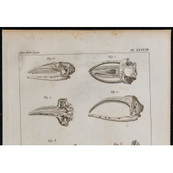 1825 - Crâne de cétacés 