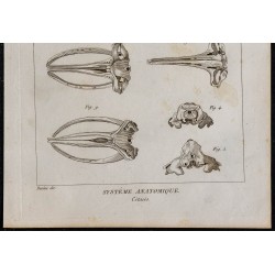 1825 - Crâne de cétacés 