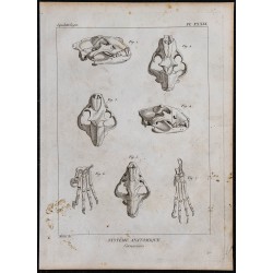 1825 - Crânes de carnassiers 