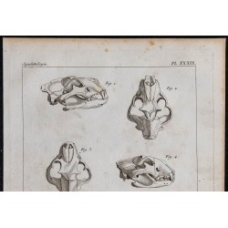 1825 - Crânes de carnassiers 