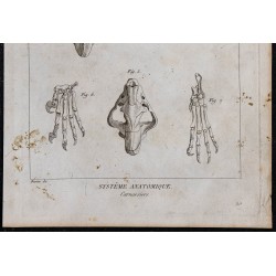 1825 - Crânes de carnassiers 