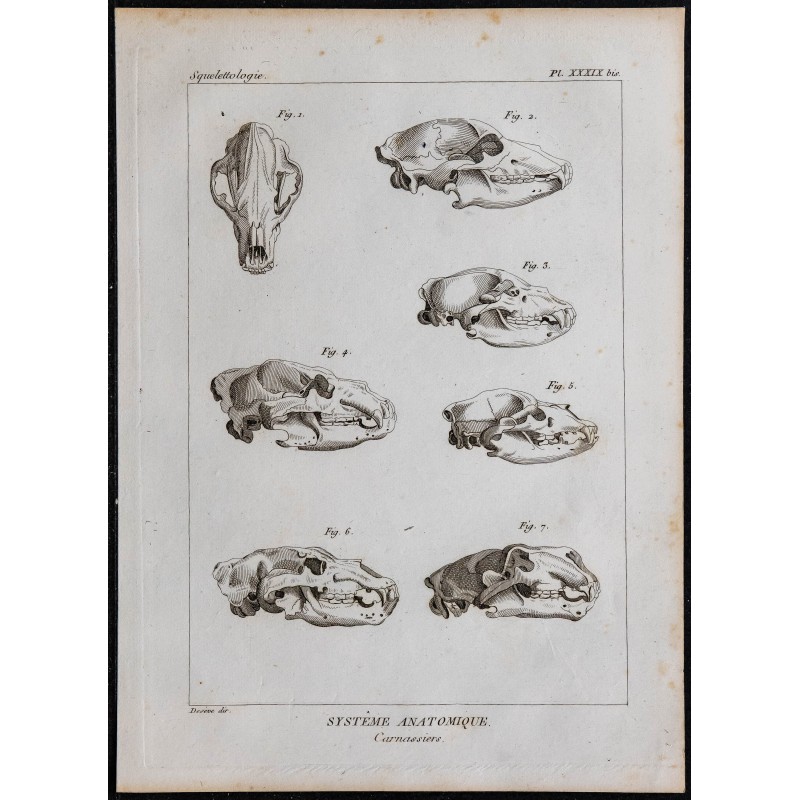 1825 - Crânes de carnivores 