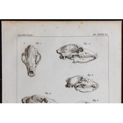 1825 - Crânes de carnivores 
