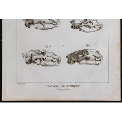 1825 - Crânes de carnivores 