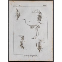 1825 - Squelette et muscles du cou d'oiseau 