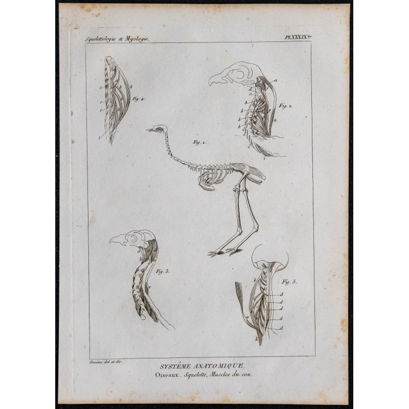 1825 - Squelette et muscles du cou d'oiseau 