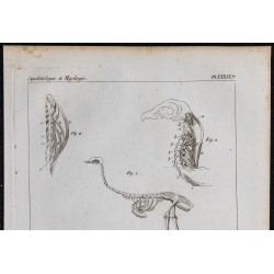 1825 - Squelette et muscles du cou d'oiseau 