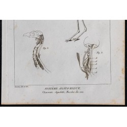 1825 - Squelette et muscles du cou d'oiseau 