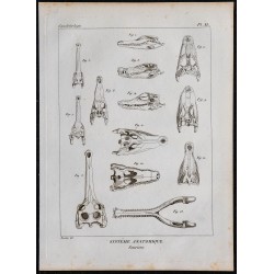 1825 - Crâne de sauriens 