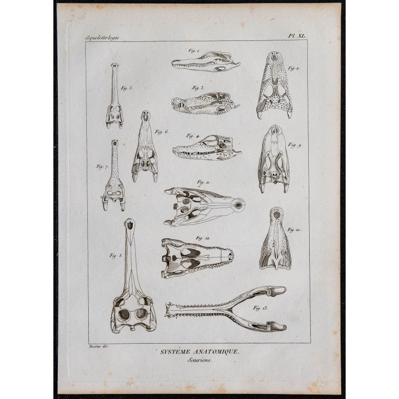 1825 - Crâne de sauriens 