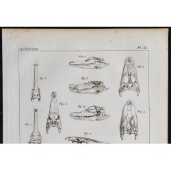 1825 - Crâne de sauriens 