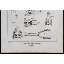 1825 - Crâne de sauriens 