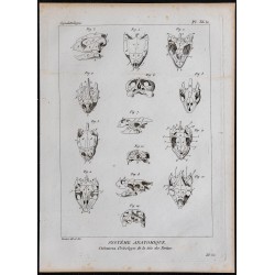 1825 - Crâne de tortues 
