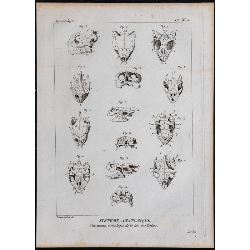 1825 - Crâne de tortues 