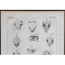 1825 - Crâne de tortues 