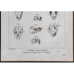 1825 - Crâne de tortues 