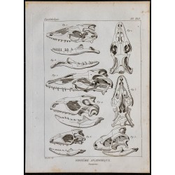 1825 - Crâne de sauriens 