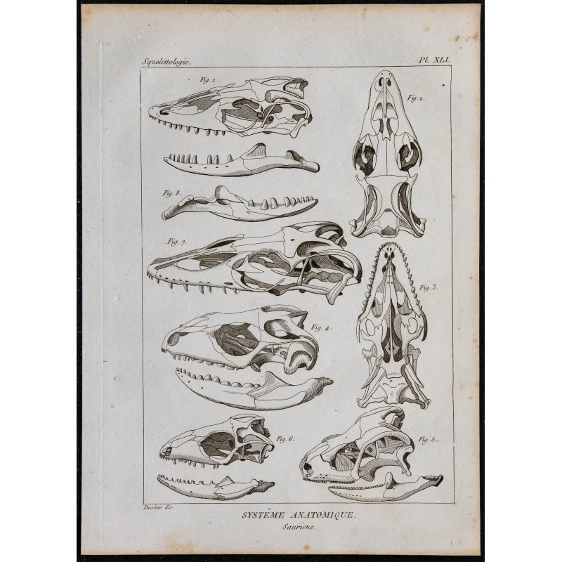 1825 - Crâne de sauriens 