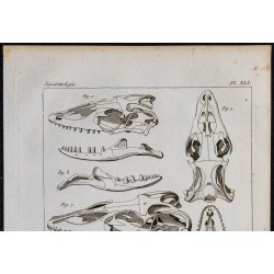 1825 - Crâne de sauriens 