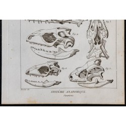 1825 - Crâne de sauriens 