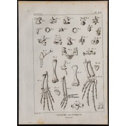 1825 - Os de sauriens 