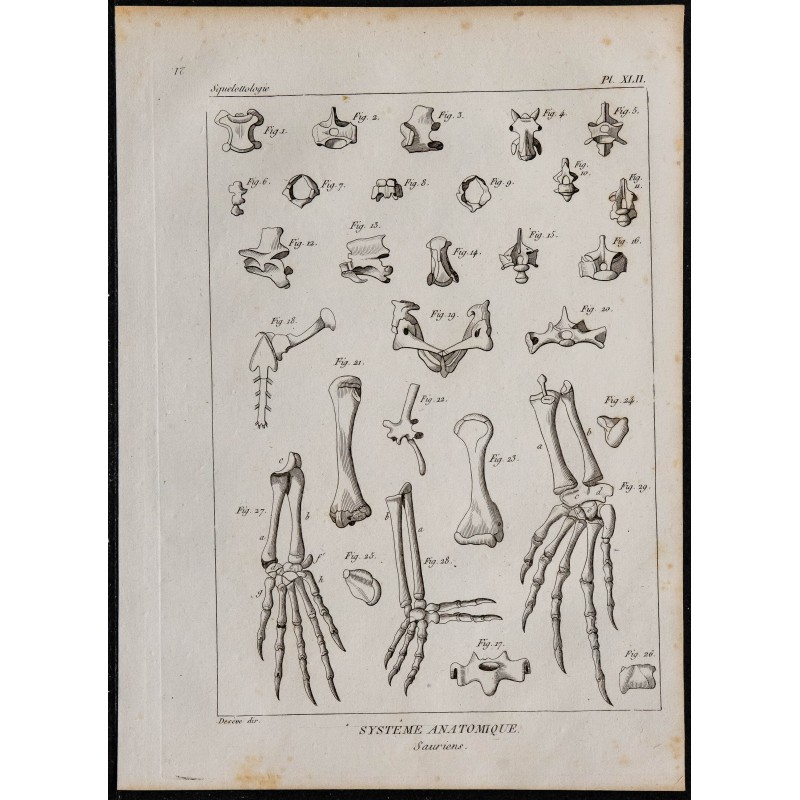 1825 - Os de sauriens 