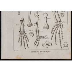 1825 - Os de sauriens 