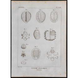 1825 - Os de chéloniens (Tortues) 