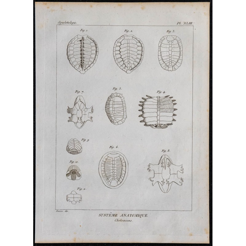 1825 - Os de chéloniens (Tortues) 