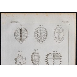 1825 - Os de chéloniens (Tortues) 