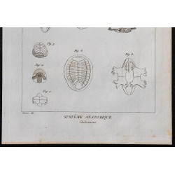 1825 - Os de chéloniens (Tortues) 