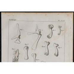 1825 - Squelette de chéloniens (Tortues) 
