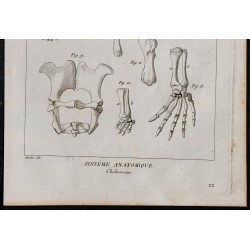 1825 - Squelette de chéloniens (Tortues) 