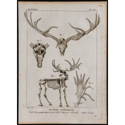 1825 - Squelette de cerf à bois gigantesques 