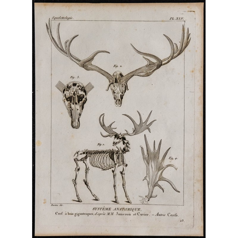 1825 - Squelette de cerf à bois gigantesques 