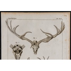 1825 - Squelette de cerf à bois gigantesques 