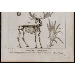 1825 - Squelette de cerf à bois gigantesques 