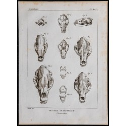 1825 - Crânes de carnivores 