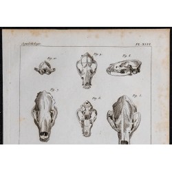 1825 - Crânes de carnivores 