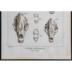 1825 - Crânes de carnivores 