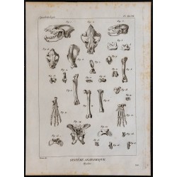 1825 - Squelette de la hyène 