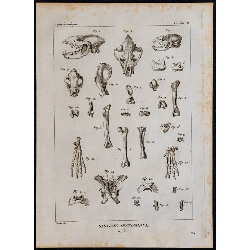 1825 - Squelette de la hyène 