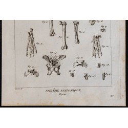 1825 - Squelette de la hyène 