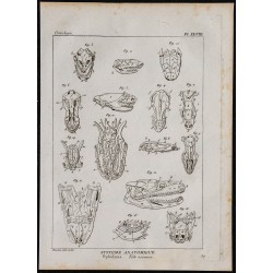 1825 - Crâne d'ophidiens 