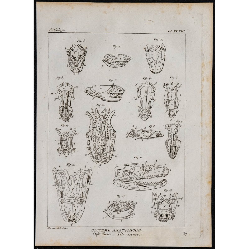 1825 - Crâne d'ophidiens 