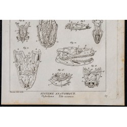 1825 - Crâne d'ophidiens 