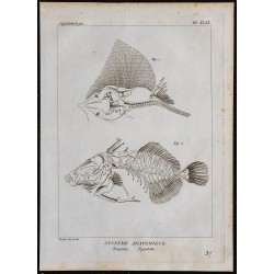 1825 - Squelette de poissons 